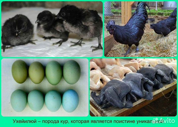 Инкубационное яйцо породистых кур