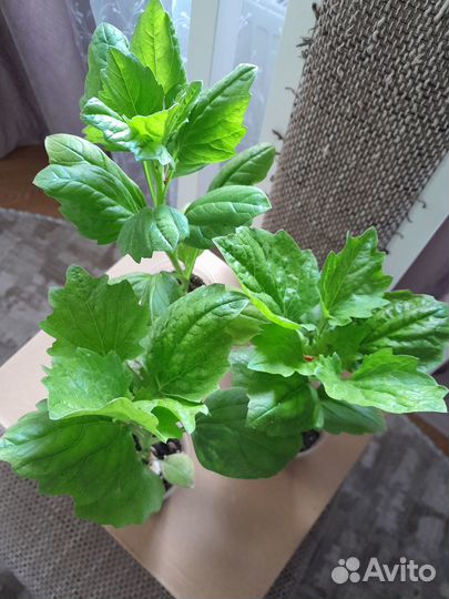 Хризантелла