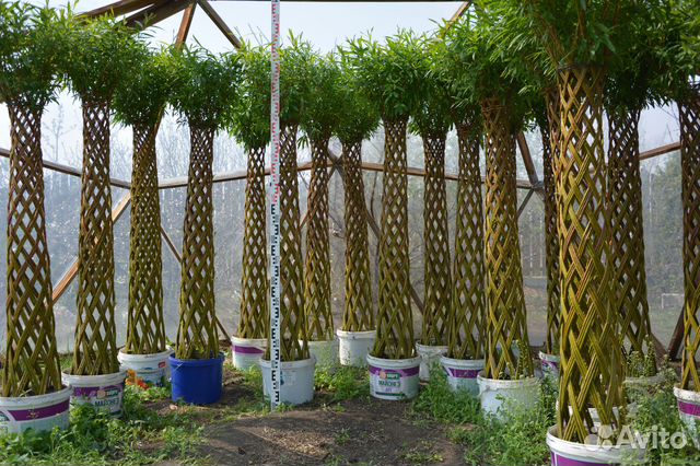 Плетеная ива - Деревья из ивы - Сибирская пальма купить в Омске ...