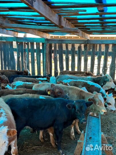 Бычки на откорм 34 головы