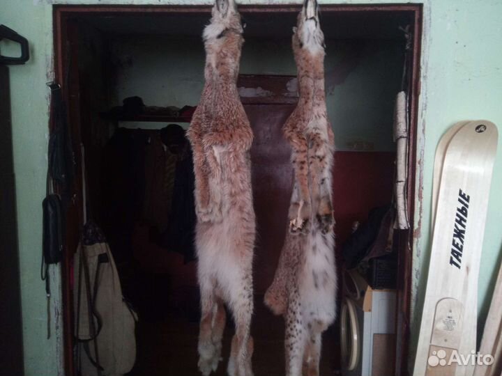 Шкуры диких животных