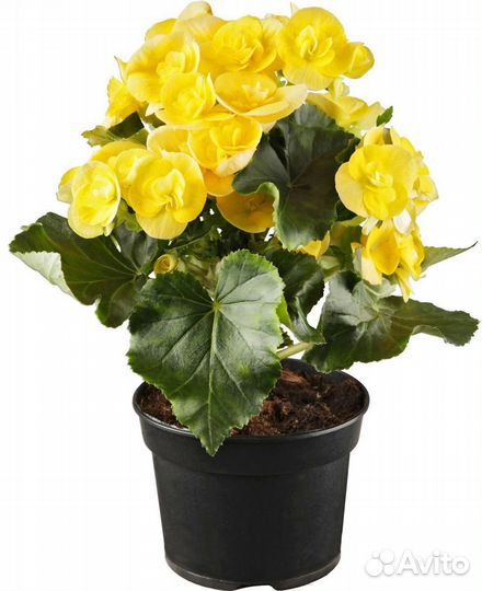 Бегония вечноцветущая