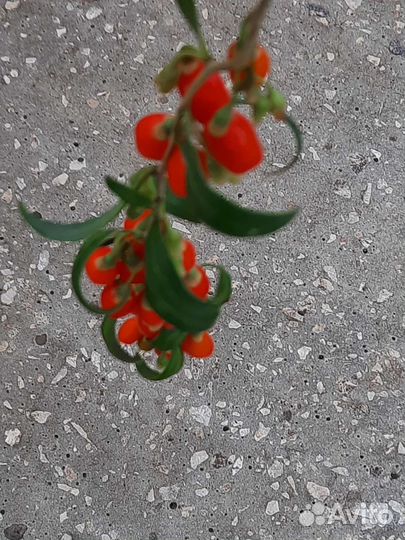 Семена годжи