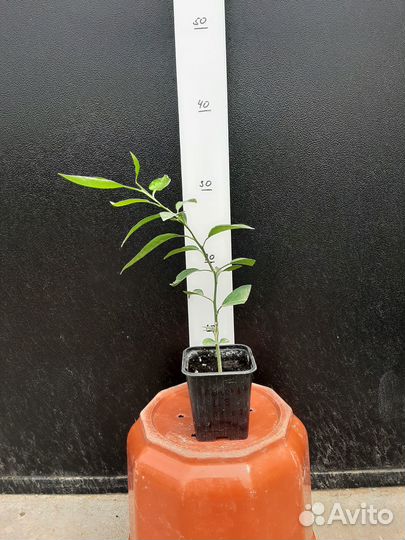 Цитрусовые (апельсины, мандарины, лимоны, помело)