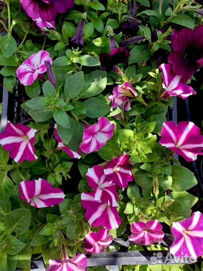 Петуния ампельная и кустовая