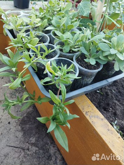 Рассада цветов, помидор, перца