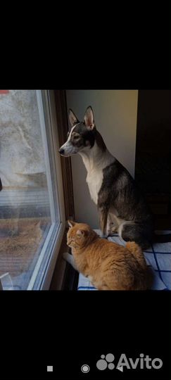 Собака в добрые руки