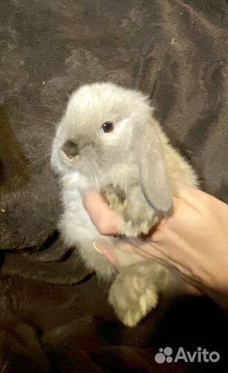 Вислоухие декоративные малыши