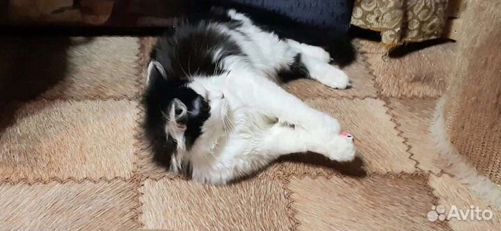 Феликс ищет любящих хозяев