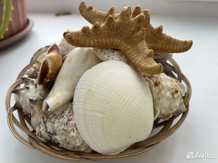 Ракушка декор
