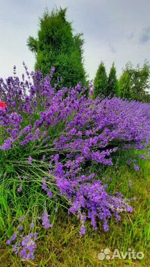Саженцы лаванды. Экстра. 