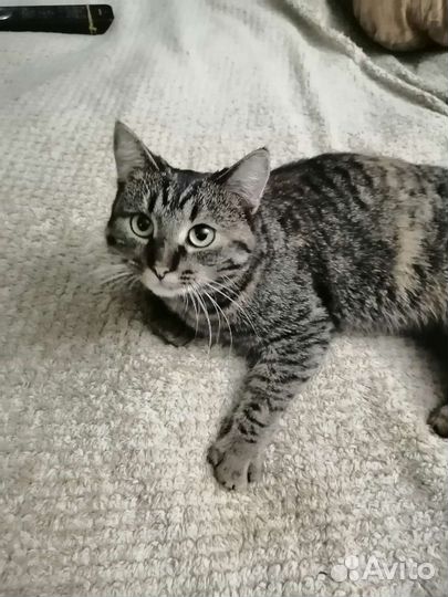 Кошка в дар