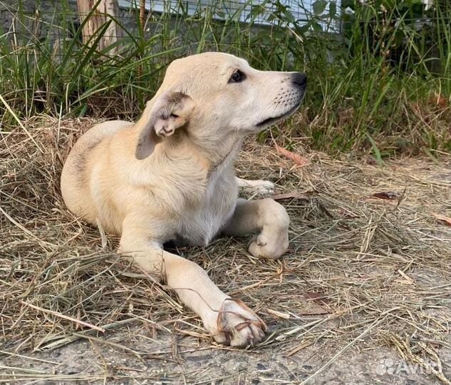 Собака щенок мелкая девочка обработана