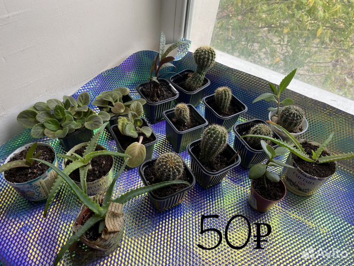 2 партия по 50 горшечные цветы