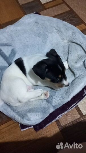 Джек рассел терьер