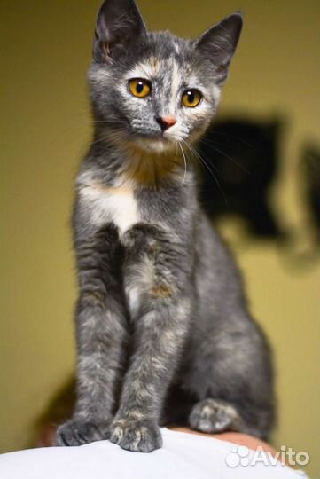 Кошечка Пэппа 2,5 месяца