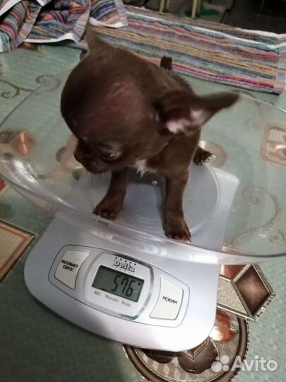 Чиходевочка минюшка