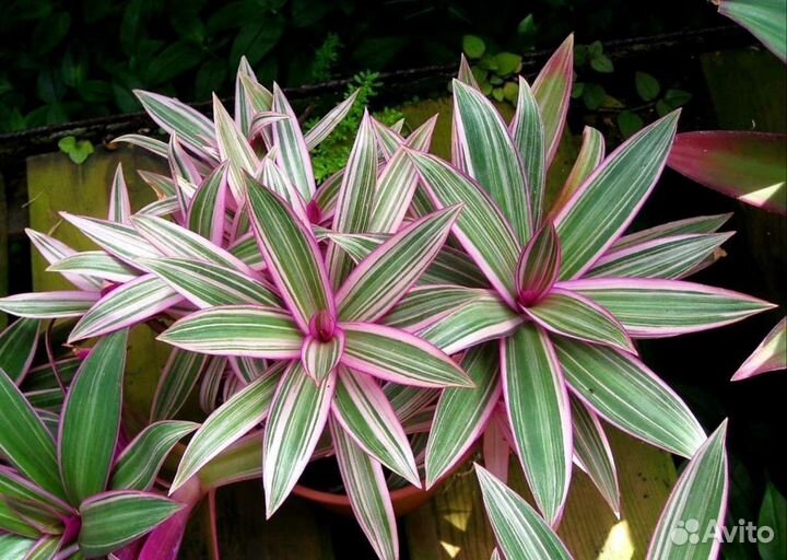 Традесканция Рео пестролистный комнатное растение