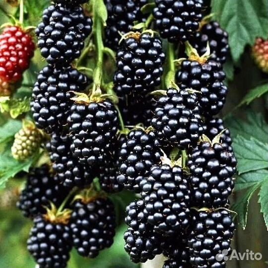 Саженцы ежевики бесшипной