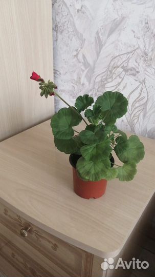 Герань красивая