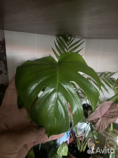 Монстера деликатесная и монстера манки маск