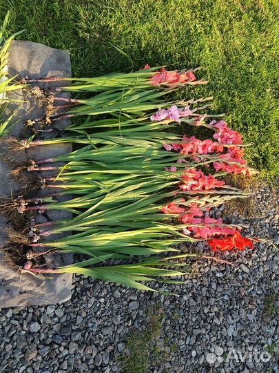 Гладиолусы