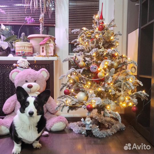 Вельш Корги Кардиган для фотосессий