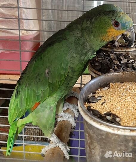 Попугай амазон