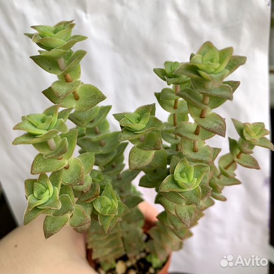 Echeveria.Суккуленты