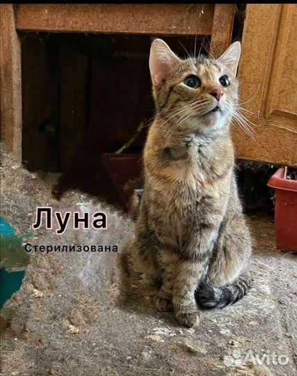 От нежной Луны останется скоро одна лишь тень