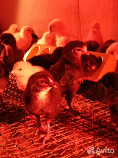 Бройлер, Утята,Гусята,Цыплята