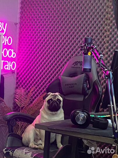 Вязка собак мопс