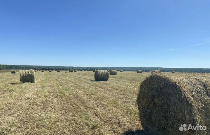 Продаю сено в рулонах