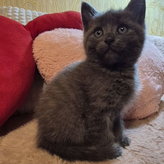 Котёнок в добрые руки