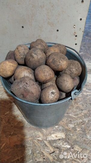 Продам картофель домашний