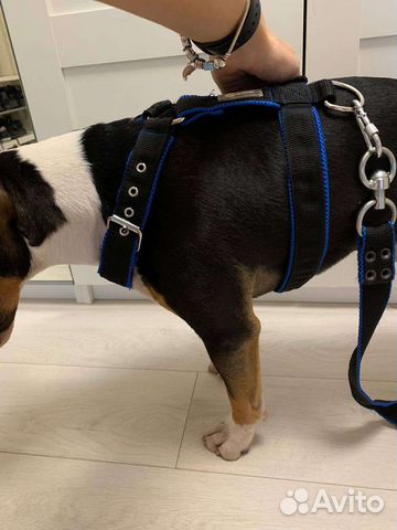 Шлейка для средней собаки