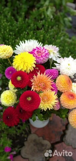 Георгины корни