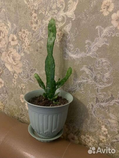 Сансевиерия