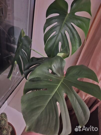 Филодендрон монстера суккуленты