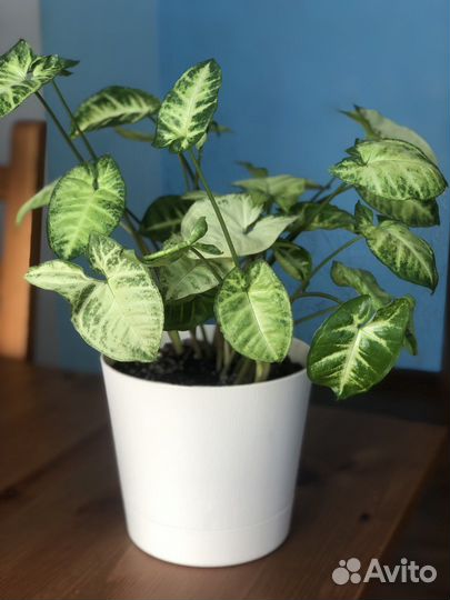 Цветы комнатные