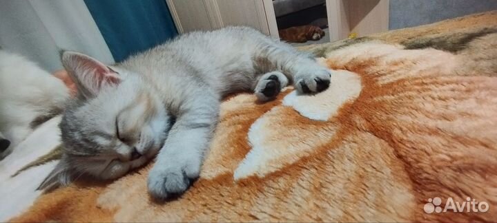 Шотландские котята