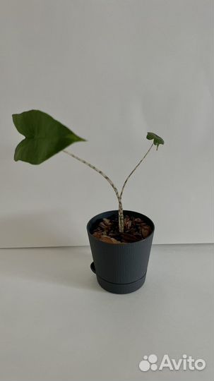 Алоказия зебрина