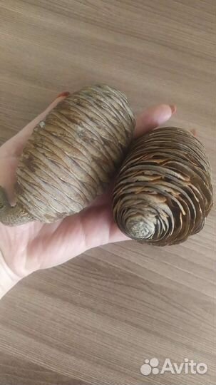 Шишки гималайского кедра