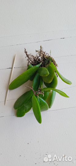 Папоротник Lemmaphyllum microphyllum