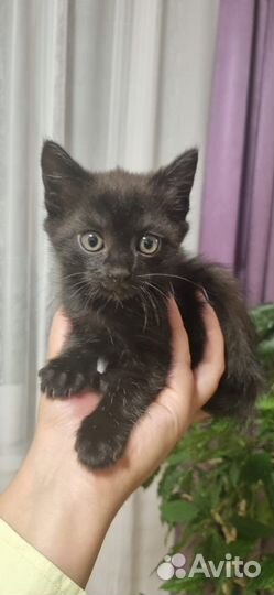 Котик в добрые руки