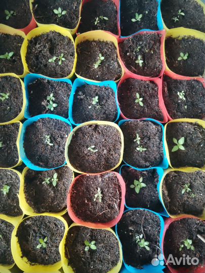 Эустома рассада микс