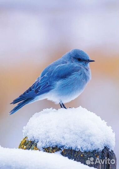 Разнорабочий