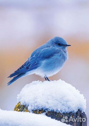 Разнорабочий