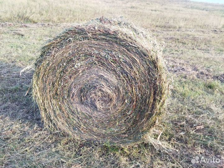 Продам сено в рулонах 2023