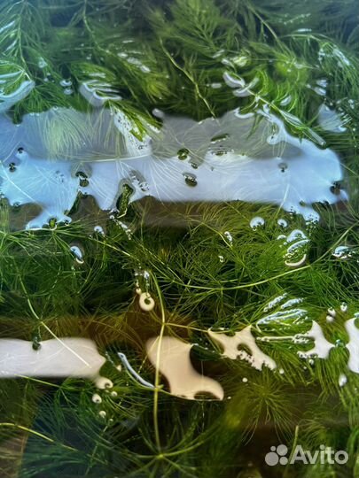 Роголистник